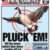 Port Authority Keeps On Pluckin' Canada Geese